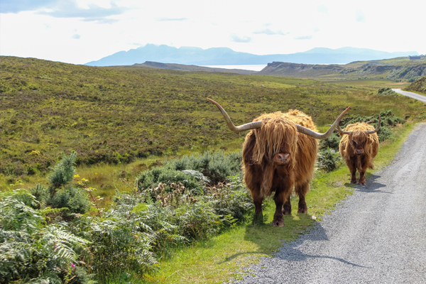 Boeufs sur le bord de la route