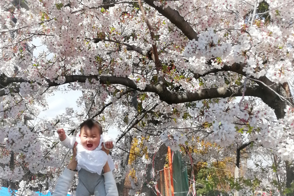Bébé asiatique sous un cerisier en fleur