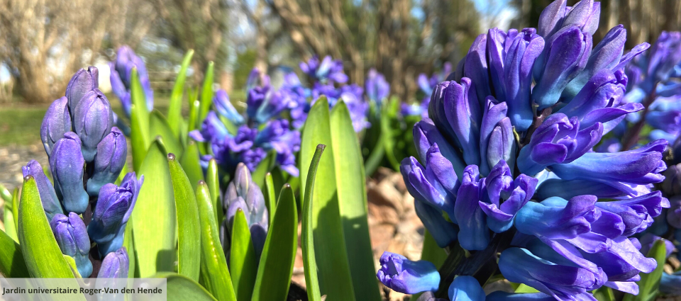 Fleurs ptintanières