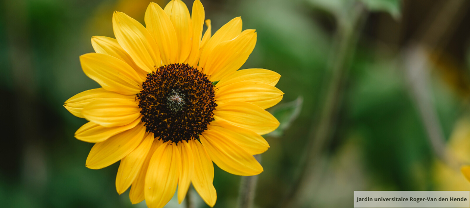 Tournesol