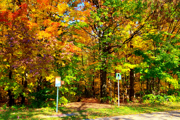 Entrée boisé