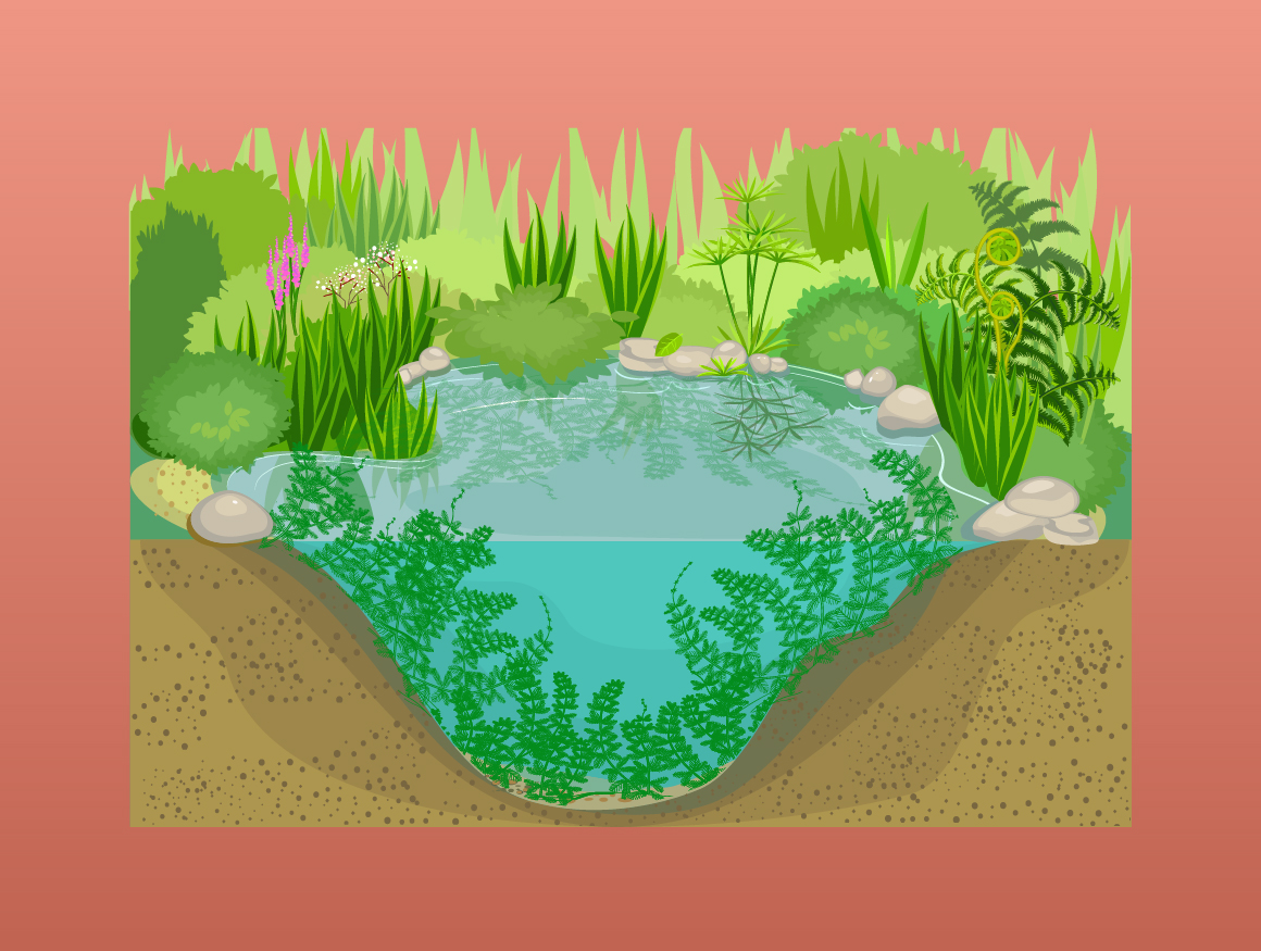 Lac avec plantes envahissantes