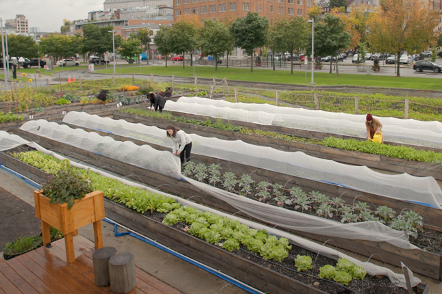 Agriculture urbaine