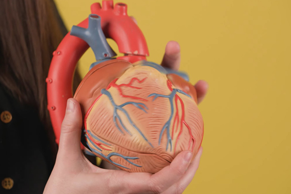 Capture d'écran "Comment le cœur fait pour pomper le sang?"