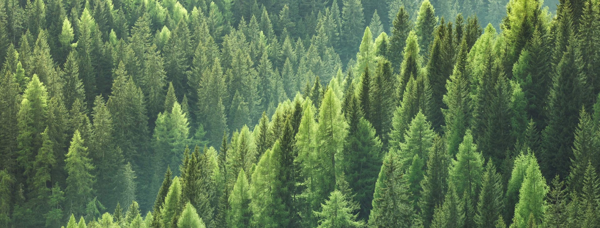 Une forêt de conifères vue des airs