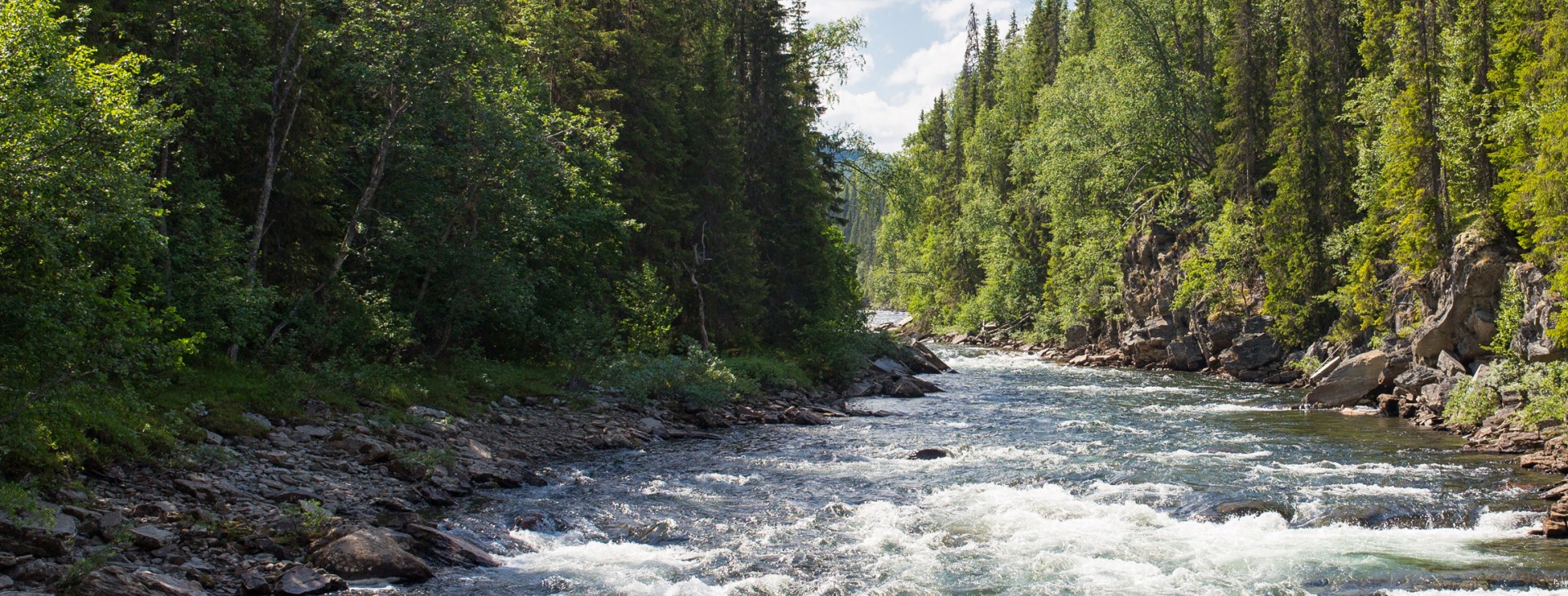 A river in a forest