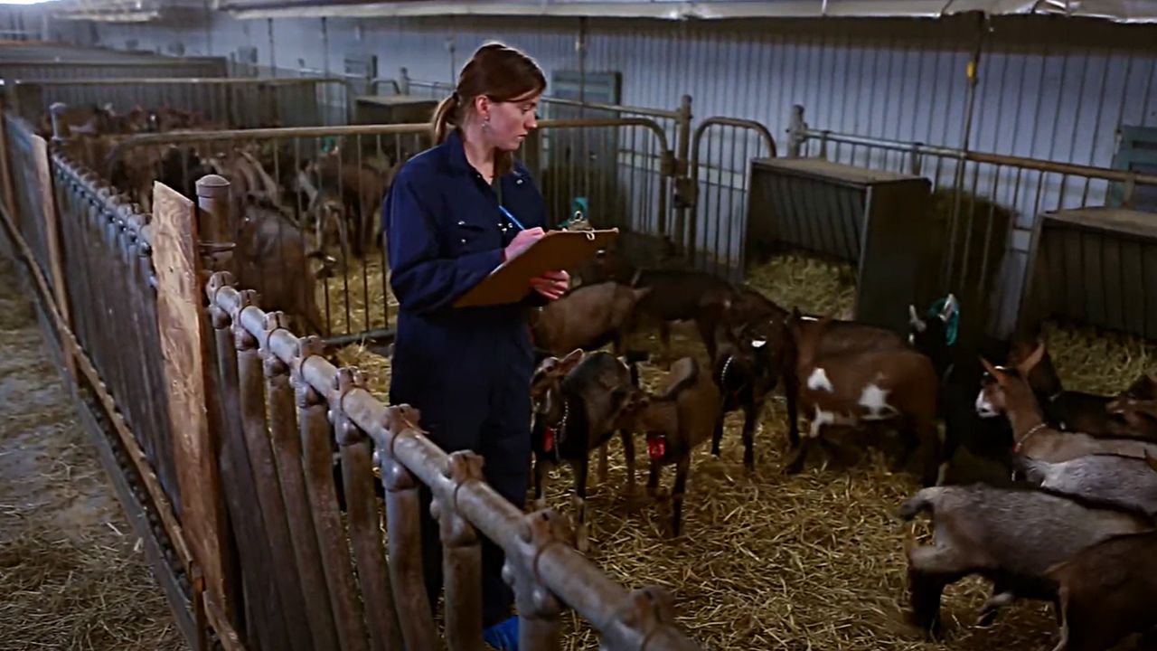 étudiante dans une ferme