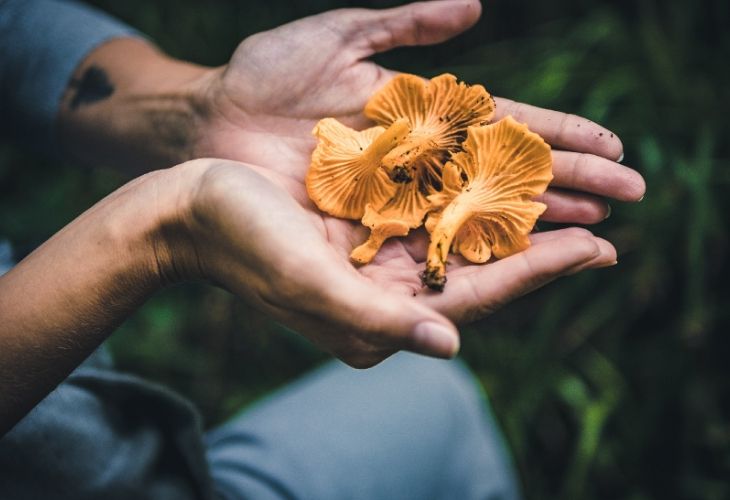 Champignons sauvages