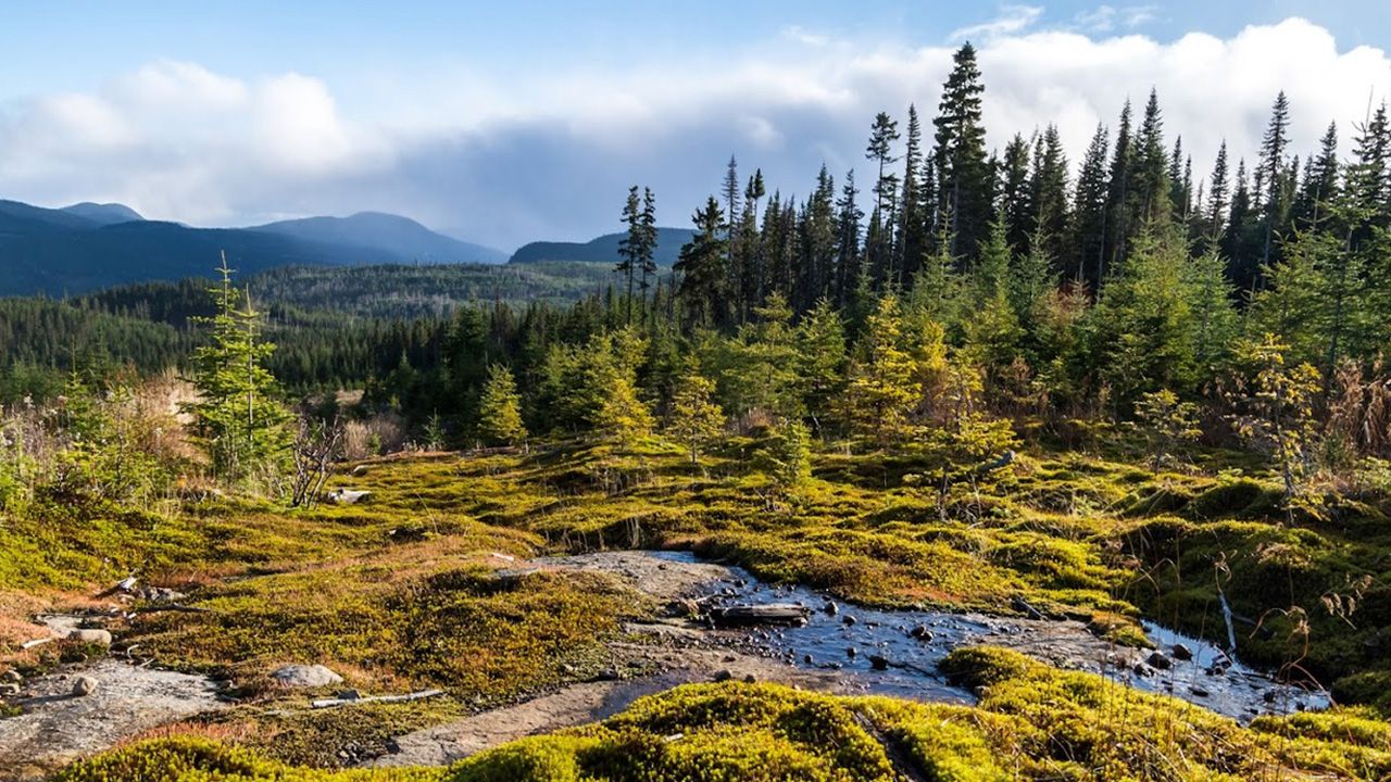 Forêt Montmorency