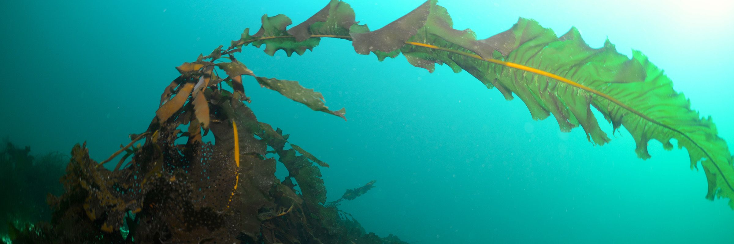 Unprecedented data for estimating the carbon budget of the Arctic Ocean