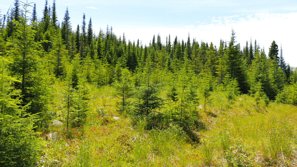 Forêt de conifères