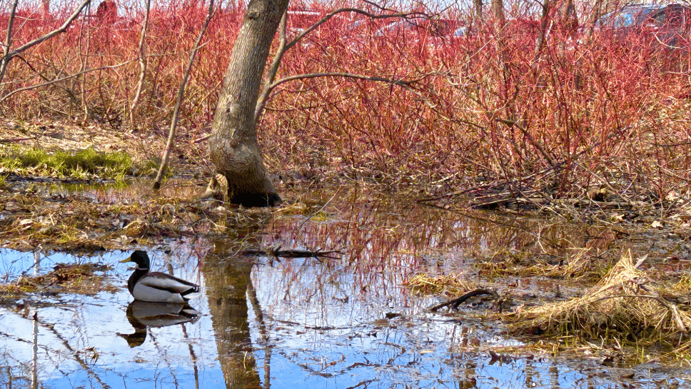Rivière Forêt Montmorency