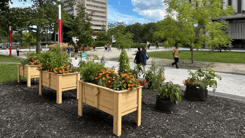 Jardins ornementaux