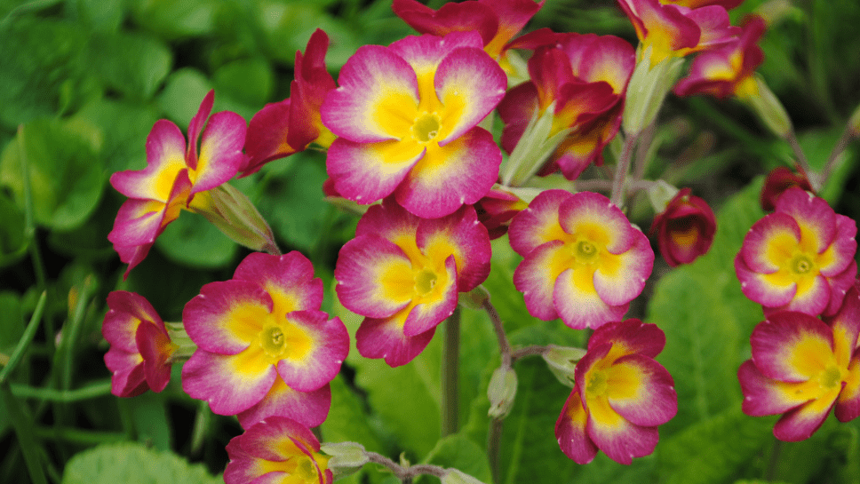 Fleurs printanières