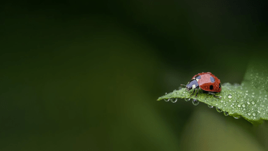 Coccinelle