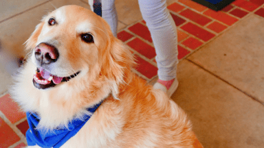 Golden retriever