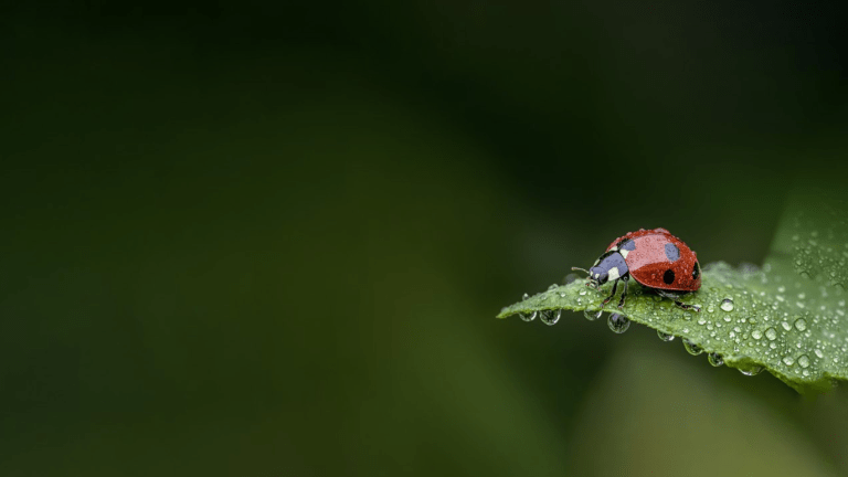 Coccinelle
