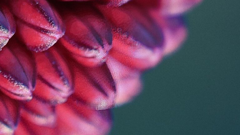 fleur