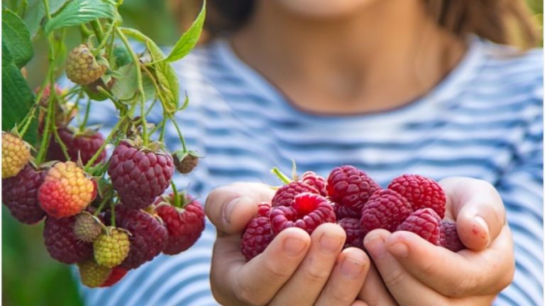 Personne qui cueille des framboises